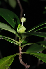 Psychotria cardiochlamys