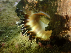 Chicoreus torrefactus