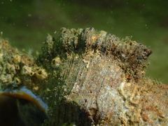 Chicoreus torrefactus