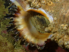 Chicoreus torrefactus