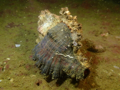 Chicoreus torrefactus