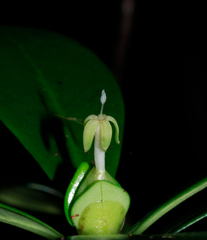 Psychotria cardiochlamys
