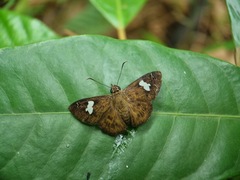 Celaenorrhinus asmara