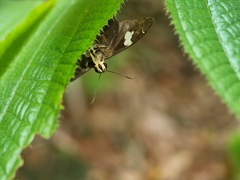 Celaenorrhinus asmara