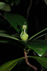 Psychotria cardiochlamys