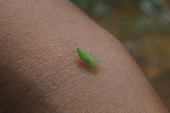Tropiduchinae