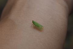 Tropiduchinae