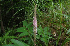 Uraria crinita