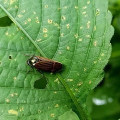 Cosmoscarta elegantula