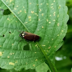 Cosmoscarta elegantula