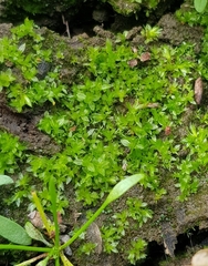 Physcomitrium patens