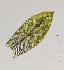 Physcomitrium patens