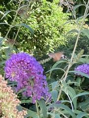 Macroglossum stellatarum