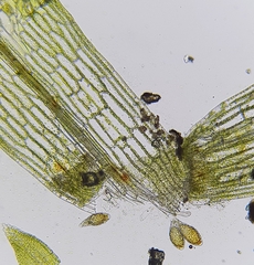 Physcomitrium patens