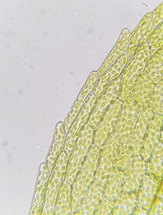 Physcomitrium patens