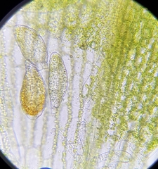 Physcomitrium patens