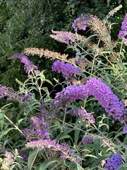 Macroglossum stellatarum