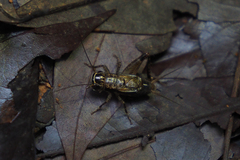 Loxoblemmus appendicularis