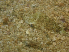 Trachinocephalus