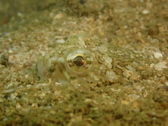 Trachinocephalus