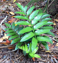 Asplenium obtusatum