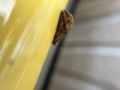 Plusiodonta coelonota