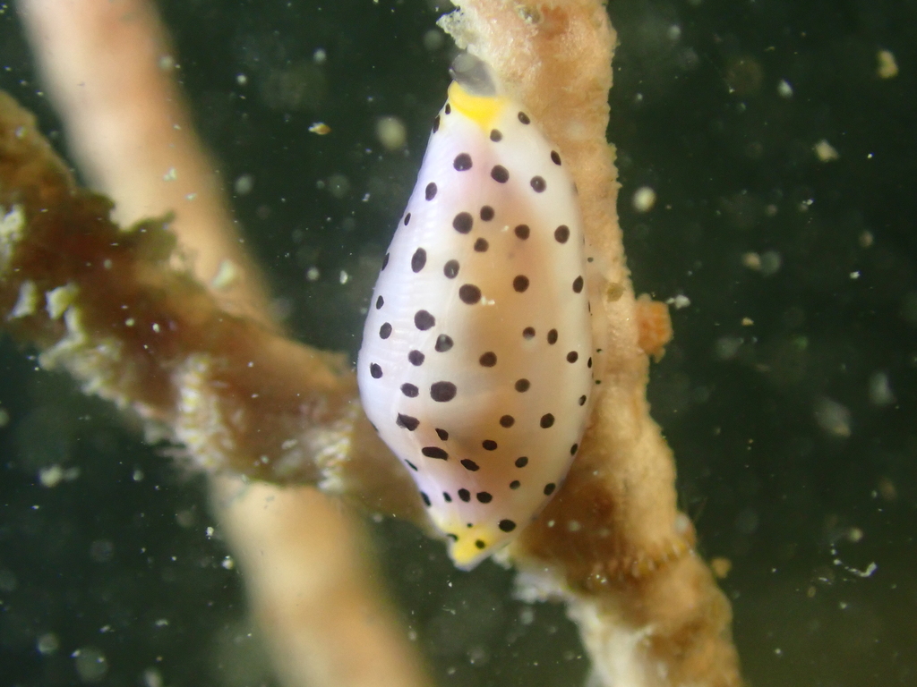 Cuspivolva habui