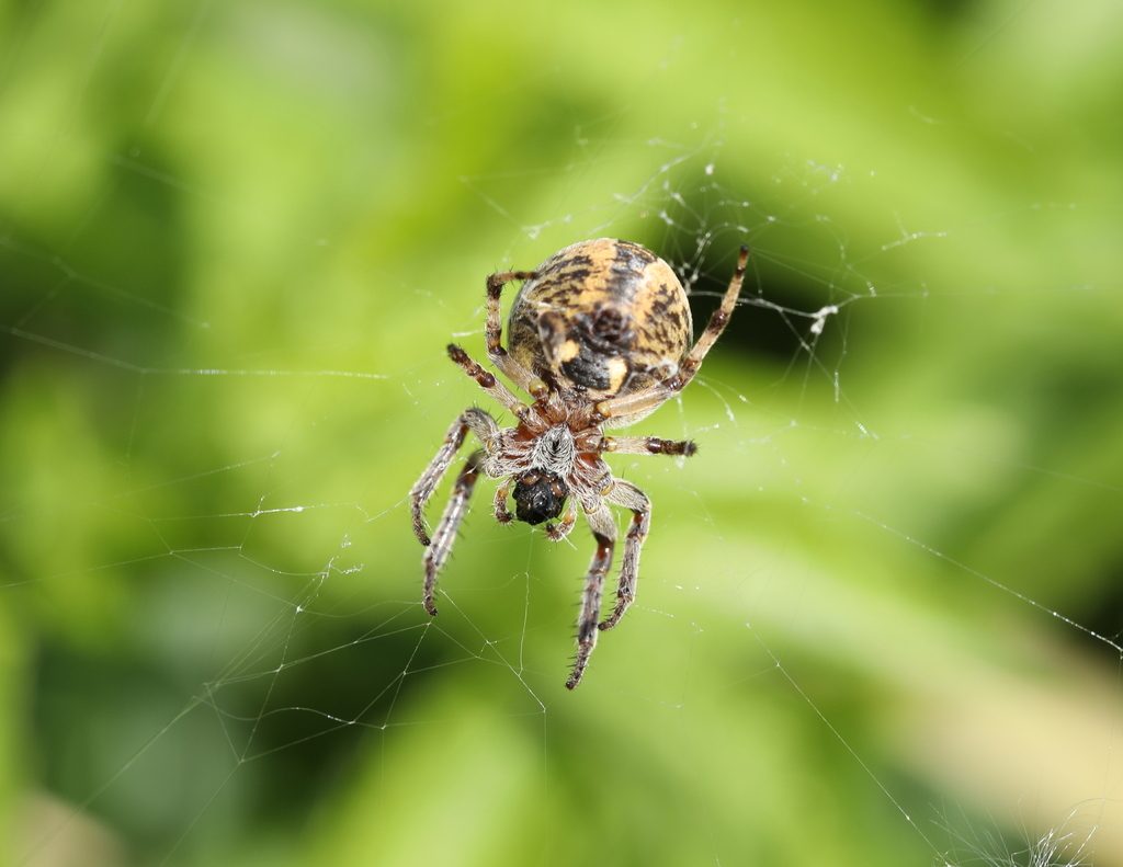 Furrow Spiders from Oudalle, France on April 25, 2022 at 02:22 PM by ...