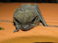 Hypsugo alaschanicus