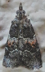 Satole ligniperdalis