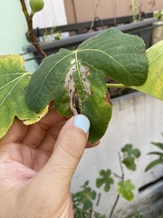 Choreutis nemorana