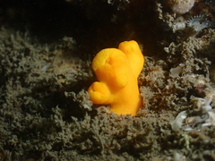 Dendrophyllia arbuscula