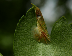 Phyllonorycter oxyacanthae