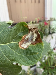 Choreutis nemorana
