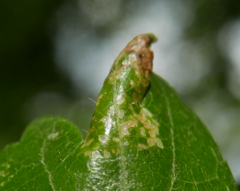 Phyllonorycter oxyacanthae