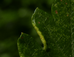 Phyllocoptes goniothorax