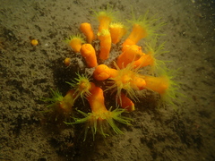 Dendrophyllia arbuscula