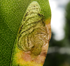 Leucoptera laburnella
