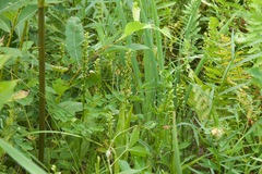 Platanthera flava herbiola