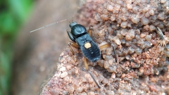 Ectomocoris