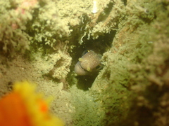 Gymnothorax minor