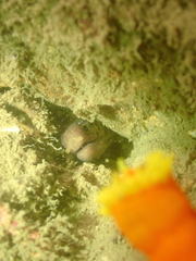 Gymnothorax minor