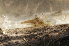 Proterorhinus semilunaris