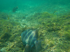 Pseudobalistes naufragium