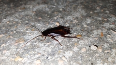 Blatta orientalis