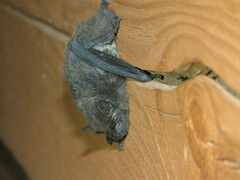 Hypsugo alaschanicus