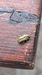 Xanthogaleruca luteola