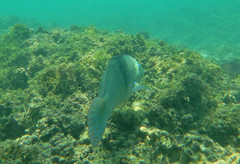 Halichoeres nicholsi