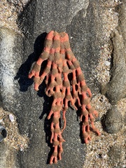 Melithaea zimmeri