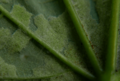 Aceria pseudoplatani